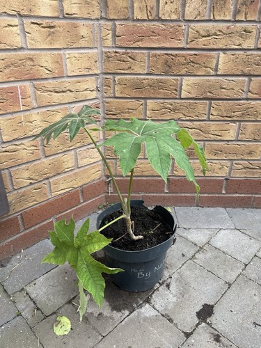 Tetrapanax rex chinese rice - chinese,