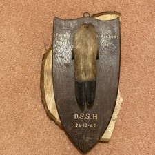 DSSH Antique Taxidermy Oak