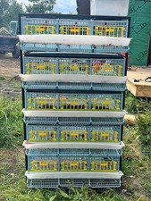 Quail breeding business