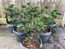 Green Diamond' Umbrella Pine Tree | Sciadopitys verticillata | 20/40cm (3L)