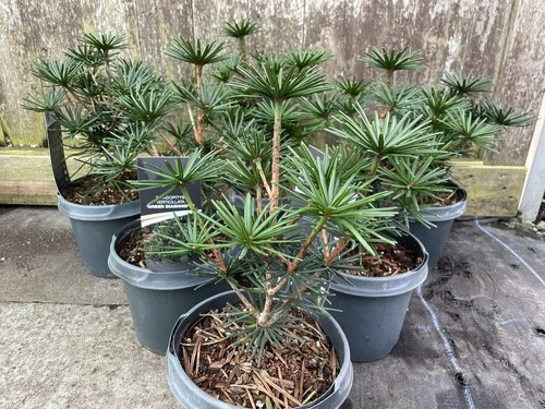 Green diamond umbrella pine - diamond',