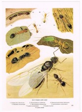 Ants Pharaoh's Red Meadow Black Ant Insect Picture Print Vintage 1968 OBOI#151