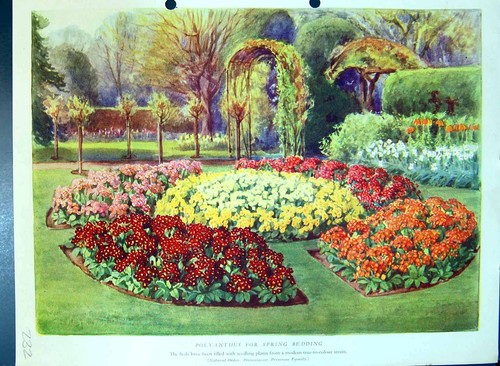 Antique old print polyanthus - old,