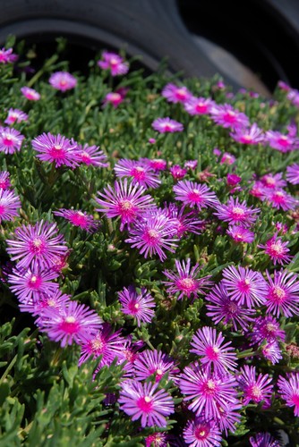 Live plants delosperma - plants,