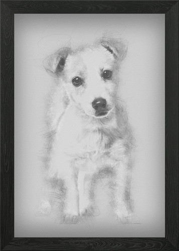 Jack russell puppy month - 3,
