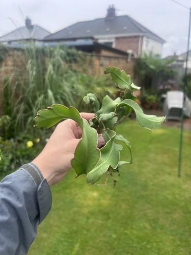 Epiphyllum guatemalense curly - epiphyllum,
