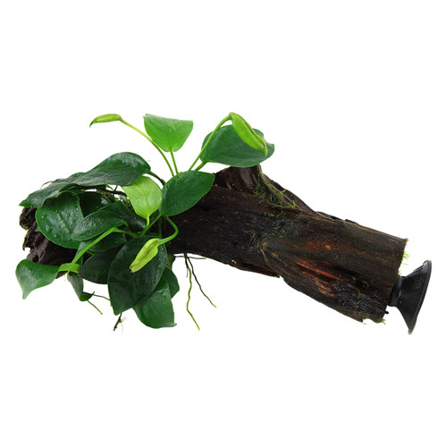 Anubias barteri nana decor - anubias, on