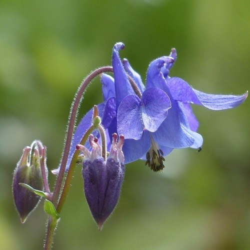 Aquilegia vulgaris common - vulgaris,