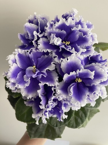 African violets two - african,