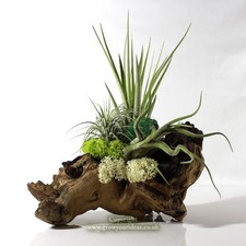 Air plant kit Tillandsia featured on Mopani wood. three plants, The perfect gift