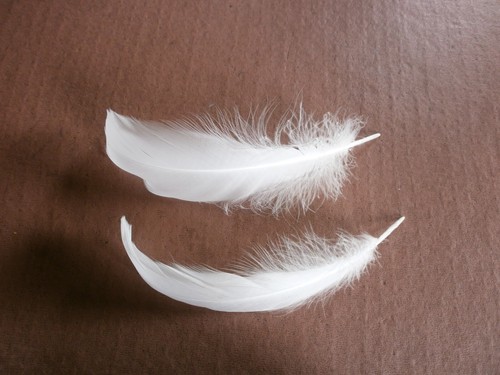 Real swan feathers - 2,