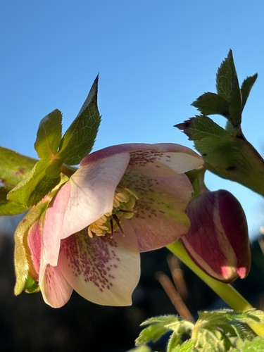 Hellebore seed mix 8 seeds - -,