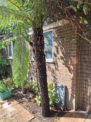 Dicksonia antarctica tree fern - dicksonia,