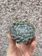 Echeveria Tarantula(rossett cutting)