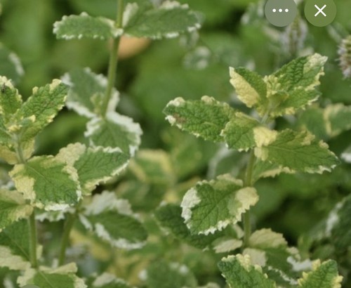 Variegated lime mint potted