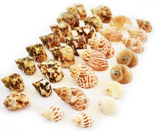 Changing shell set - changing,
