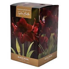 Amaryllis bulb indoor Black Pearl Amaryllis Bulb Gift with Pot