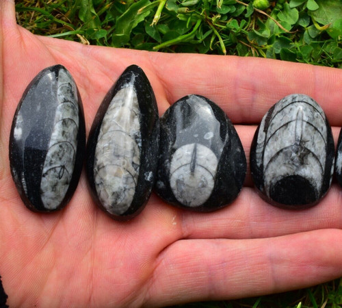 Orthoceras fossil pear drop - fossil, pear-drop