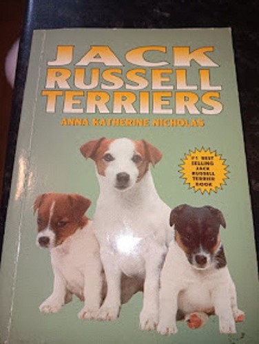 Jack russell terriers anna - russell, terriers-anna