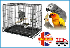 African Grey Bird Parrot /