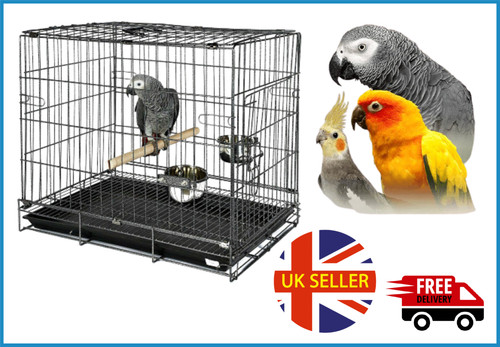 African grey bird - grey,