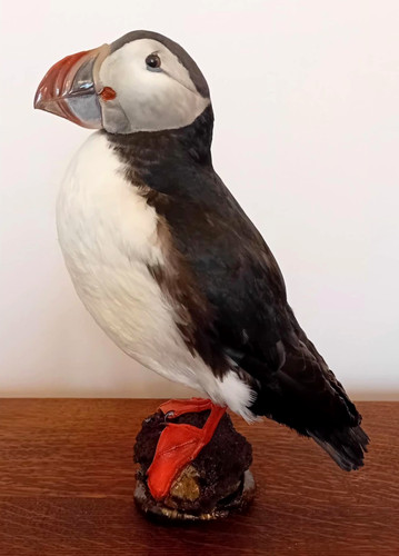 Taxidermy