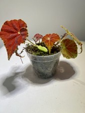 Begonia Rex Amber Love Rare House Plant / Young Plant 7cm Pot Indoor House Plant