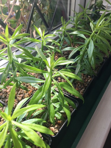 Pereskiopsis spathulata