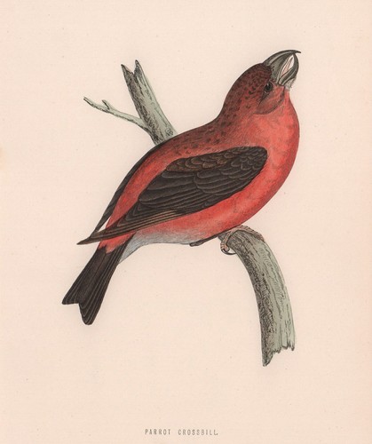 Parrot crossbill morris s - parrot, morris's
