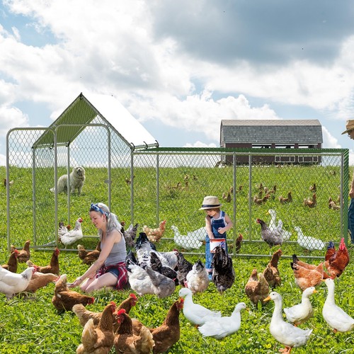 Walk chicken run coop cage - chicken,