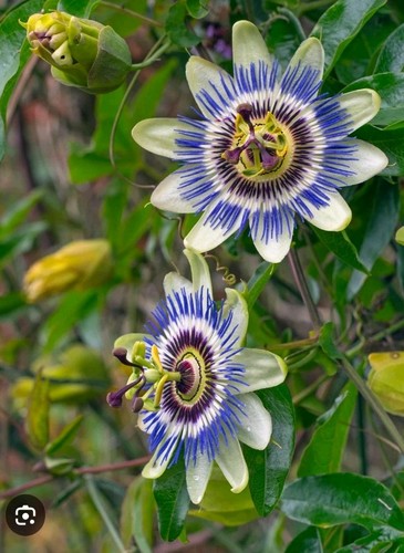 Passion flower pot may - , 1l