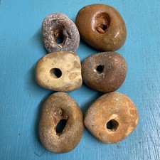 Six  medium sized Natural Hag