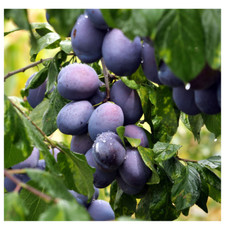 Opal Plum Tree 4-5ft, Self-Fertile, Tasty & Sweet, Ready to Fruit