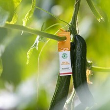 Red spider mite killer sachets - killer,