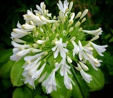 New Agapanthus Starbust White