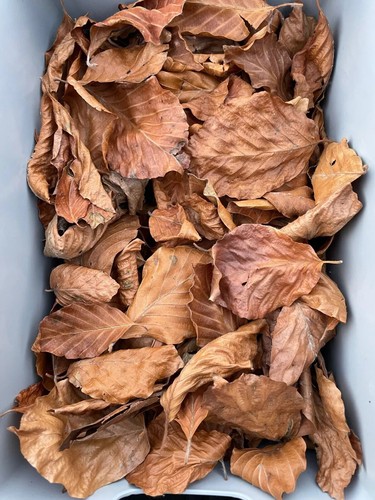 Dried beech leaves only