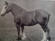 HORSE, CLYDESDALE MARE