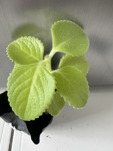 Spanish thyme broad leaf - thyme,,