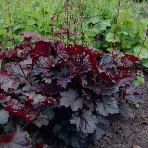 Heuchera palace purple - heuchera, ‘palace