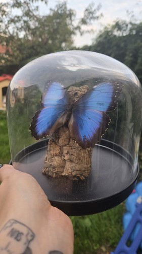 Blue morpho butterfly - blue,