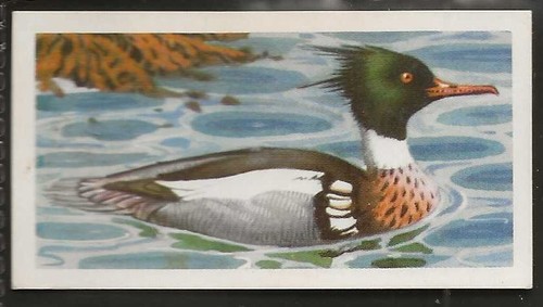Brooke bond bird - brooke, (tea)-bird