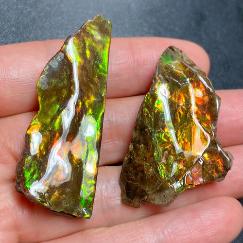 Canadian ammolite pair loose - ammolite,