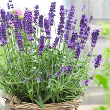 Lavender Hidcote Herb Plant in 9cm Pot - Lavandula English Lavender Bush