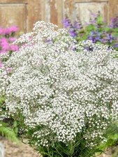 8 x Gypsophila Baby's Breath
