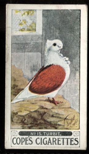 Tobacco card cope pigeons - card,,