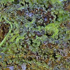 Pyromorphite from Roughton