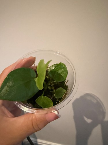 Anthurium delta force rare - delta,