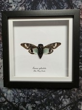 Blue Wing Cicada (Tosena