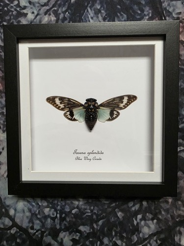 Blue wing cicada tosena - wing, (tosena