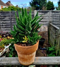 Aloe Perfoliata STEM CUTTING | Easy-care succulent plant 